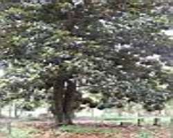 There is a giant old magnolia tree in the west of the graveyard. The shade of the tree covers most of the cemetery There is a giant old magnolia tree in the west of the graveyard. The shade of the tree covers most of the cemetery.